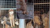 Husky sequestrati a Roma: 228 cani in condizioni orribili