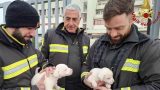 Cuccioli di cane abbandonati cercano casa dopo salvataggio dai Vigili del Fuoco
