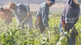 Bracciante di Latina perde le gambe: sindacati denunciano esposizione a pesticidi senza protezioni adeguate
