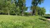 Simil pitbull senza guinzaglio aggredisce cagnolino e ferisce padrone a Roma