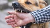 Anziana azzannata da un cane a Roma, il padrone scappa senza soccorsi
