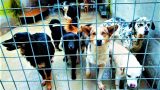 Cani nei canili pubblici del Lazio: l’appello urgente di Alfa OdV per salvare 200 animali