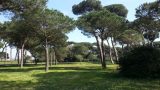 Pineta di Fregene: intitolazione dell’Area C a Papa Clemente IX il 6 marzo