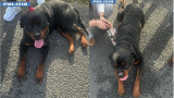 Rottweiler in fuga sul GRA di Roma salvati dalla polizia