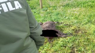 Branco di pitbull aggredisce e uccide un asinello ad Ardea