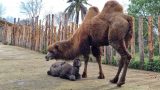 Frosy, il cammello della Battriana nato al Bioparco di Roma