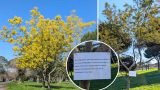 Razzia di mimose al parco degli acquedotti: un scempio che si ripete ogni anno