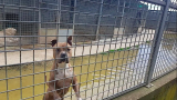 Controllo post-affidi per i cani a Muratella: troppi rientri a Roma