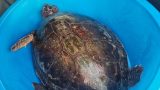 Tartaruga caretta caretta salvata a fiumicino grazie a una staffetta